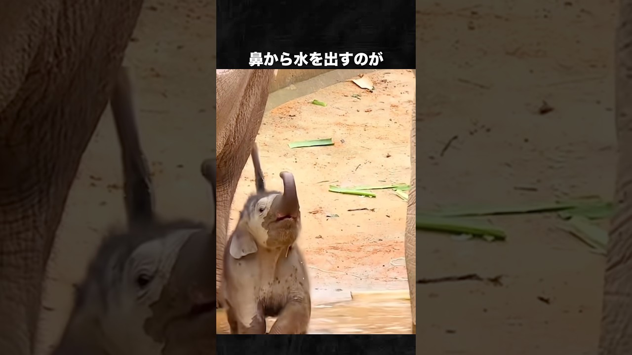 いろんな動物の水遊び特集 #動物 #犬 #猫