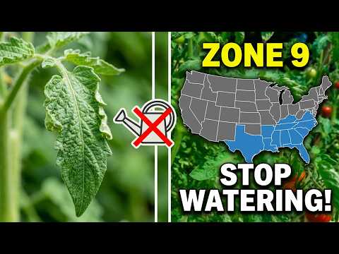 Zone 9: Stop Watering Your Curled Leaves! (Do This Instead)
