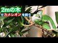 エボシカメレオンを放し飼い