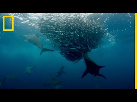 Video: ¿El salmón es un pez pelágico?