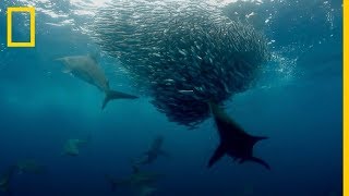 Los Mejores Depredadores Del Océano Se Dan Un Festín De Sardinas National Geographic En Español