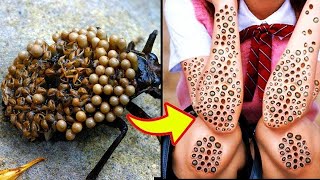 15 Insectos Con Las Picaduras Más VENENOSAS Del Mundo 😨