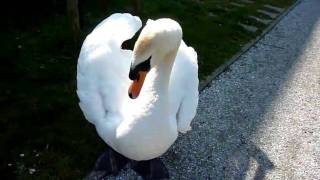 boze zwaan (2) / angry swan (2)
