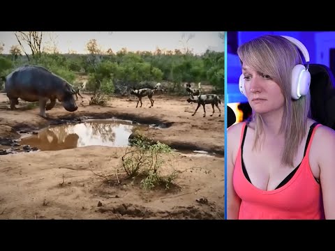 15 Merciless Moments When Wild Dogs Were Attacked By Predators Part 1 | Pets House
