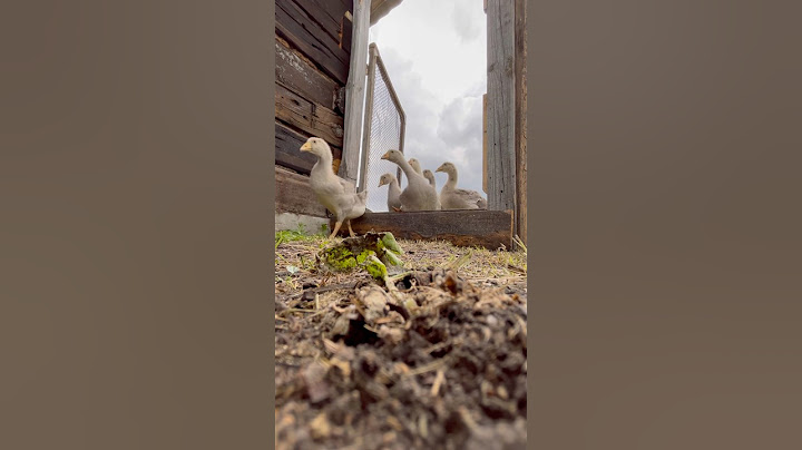 Загон для гусей #деревня #goose #поселок #рек #duck #ферма #рекомендации