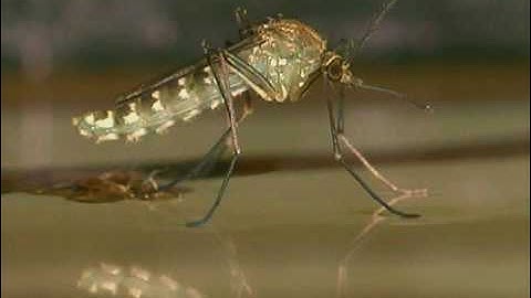 Natural history of the Mosquito