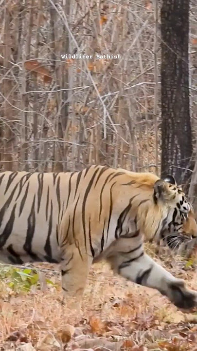 Chota Dadiyal the prominent Tiger of Tadoba-Andhari Tiger Reserve in Moharli zone of Maharashtra.