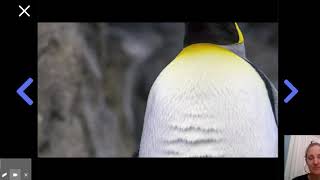 How do polar animals survive the cold?