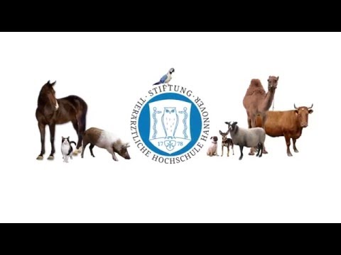 Video: Die Sieben Gewohnheiten Hochwirksamer Tierärzte