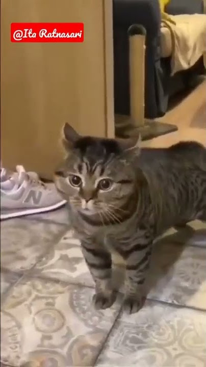 story wa viral Lucu ngomong apa..#funny animal#shorts