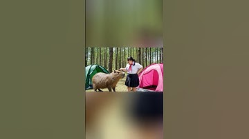 Hùng trọc chơi xấu bỏ chuột vào lều của Capy #capybara