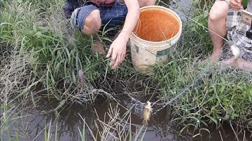 Giăng lưới cá rô không ngờ dính luôn cá lóc