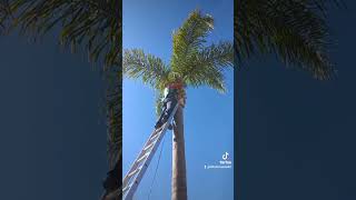 Despalmando #CMQ  #jardineros