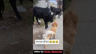 गाय माता नहीं पापा 😂😂😂 #funny #comedy #viral #instagram #reels #trending #shorts #video