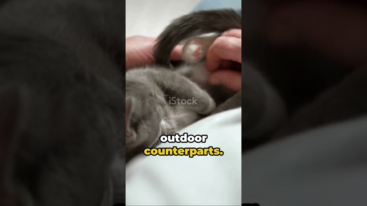 What is the lifespan of a cat? 