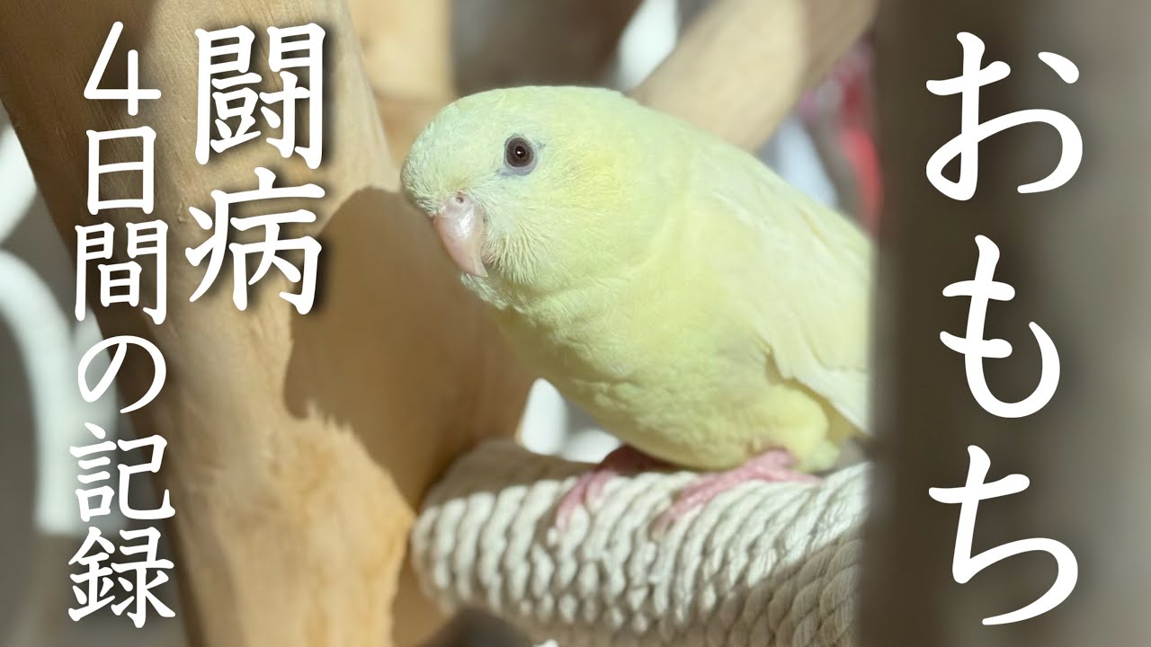 おもちが虹の橋を渡りました｜余命4日間の記録【サザナミインコ】