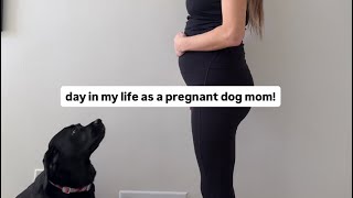 Day In My Life As A Pregnant Dog Momma