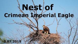 орел могильник с тремя птенцами.Imperial Eagle.eagle burial ground with three chicks орел могильник с тремя птенцами.Imperial Eagle.eagle burial ground with three chicks