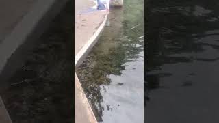 ojo del agua orizaba Veracruz su rio