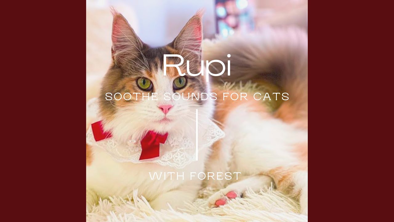YouTube에서 Rupi 보기 YouTube에서 Rupi 보기