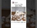 愛犬のブラッシング難易度1位 #サモエド