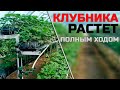 Теплица для клубники 🍓 Смотрим какой получился результат!