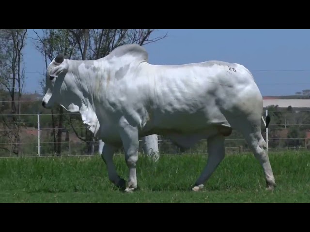 Lote 26   Leilão Virtual João Seiscento