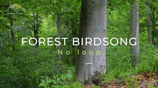 Birdsong in Late Afternoon Forest | Wind Moving Through the Trees screenshot 5