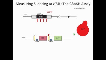 R Janke: An oncometabolite disrupts epigenetic processes and increases gene silencing in yeast.