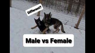 Male Dogs vs Female Dogs are they different?