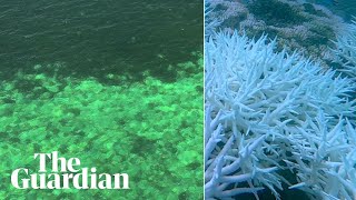 Aerial video shows mass coral bleaching on Great Barrier Reef amid global heat stress event