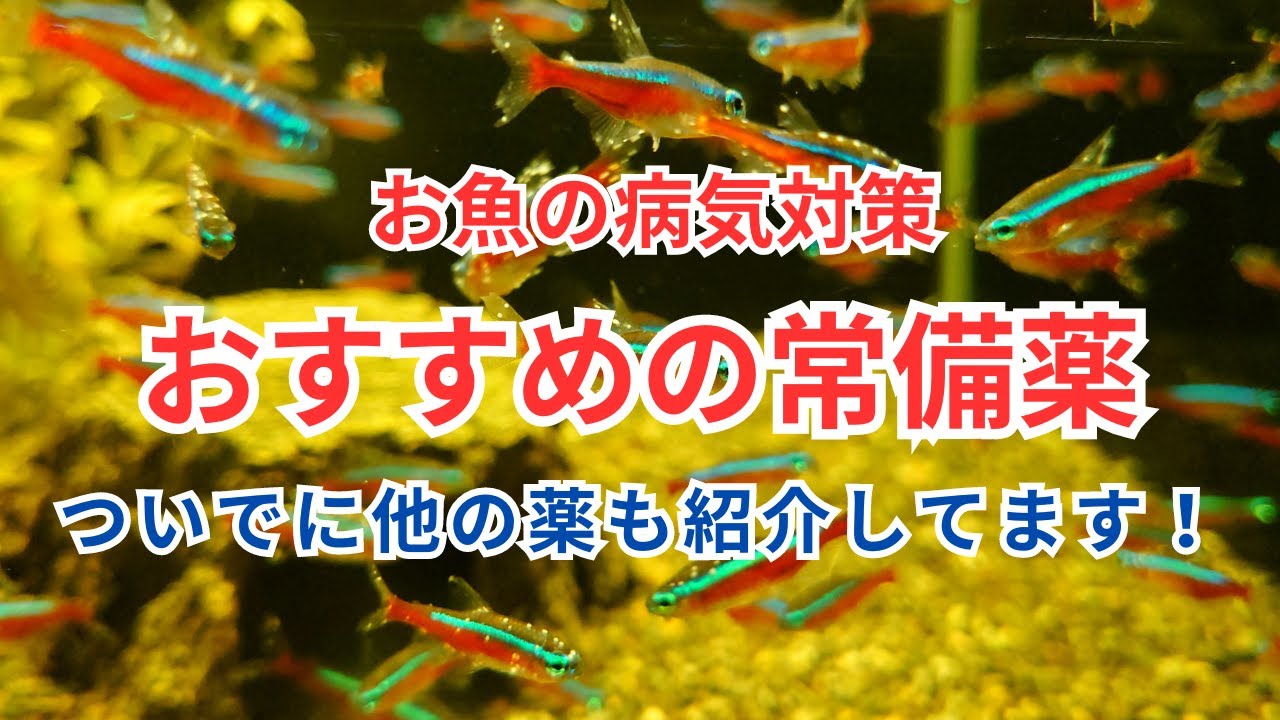 【おすすめの常備薬はこれだ！】応用範囲の広いおすすめの魚病薬を紹介します。ついでに普段から活用している各種魚病薬もご紹介！