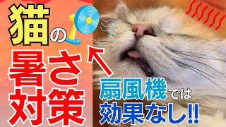 【猫 暑さ対策】愛猫の暑さ対策は今から準備しよう by 猫カフェがやってる猫のお世話 6,904 views 2 weeks ago 16 minutes