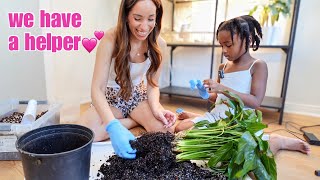 repotting the FIRST houseplant i ever bought 🥹 | peace lily reset