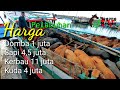 Harga Kuda, Sapi, Kerbau, dan Domba di PELABUHAN KALBUT KABUPATEN SITUBONDO