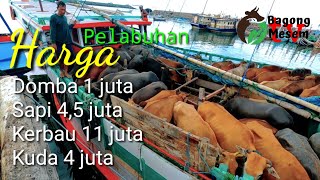 Harga Kuda Sapi Kerbau Dan Domba Di Pelabuhan Kalbut Kabupaten Situbondo