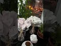 Kokulu taştan güller 🥰🥰#diy #handmade #pinterest