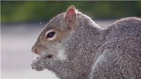 Animal Care & Information : What Do Squirrels Eat?