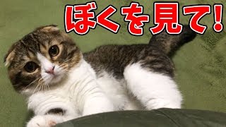 【猫】構って欲しくてイタズラする猫【スコティッシュフォールド】