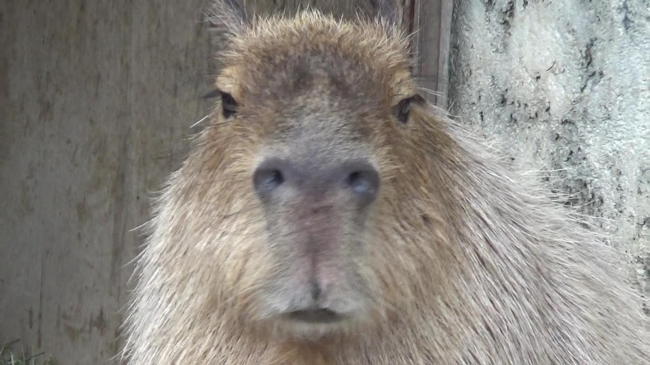 カピバラです カピバラさん❤鼻ピクピク Cute capybara family #628 【Cute animal