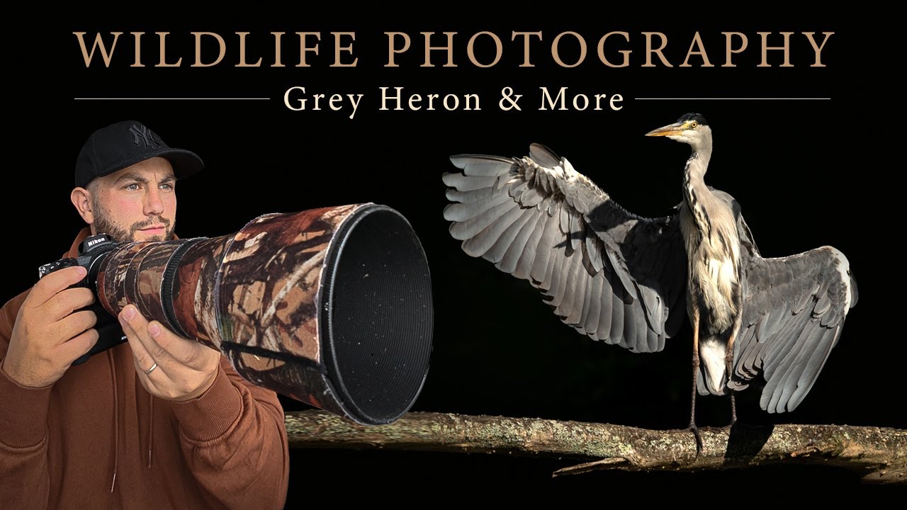 Morning at the Pond (Irish Wildlife Photography) - Grey Heron & More **