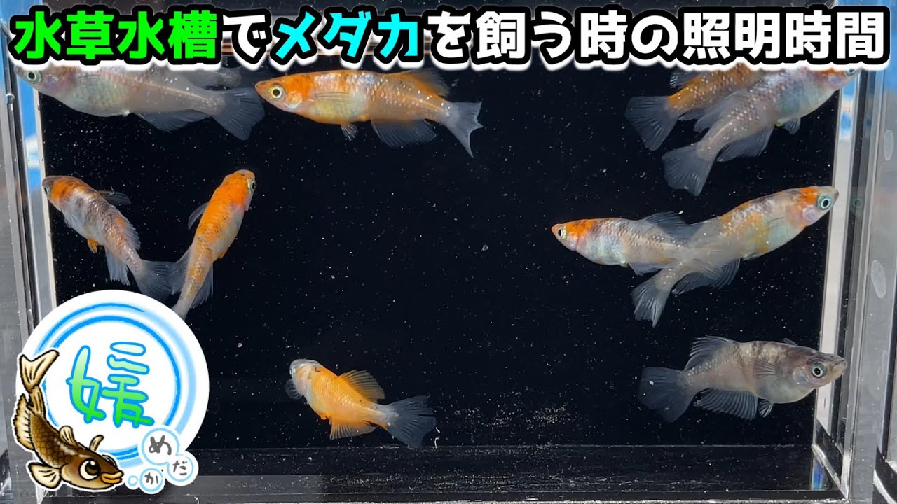 メダカの産卵を意識した水草水槽で苔だらけにならないための照明時間 媛めだか Youtube