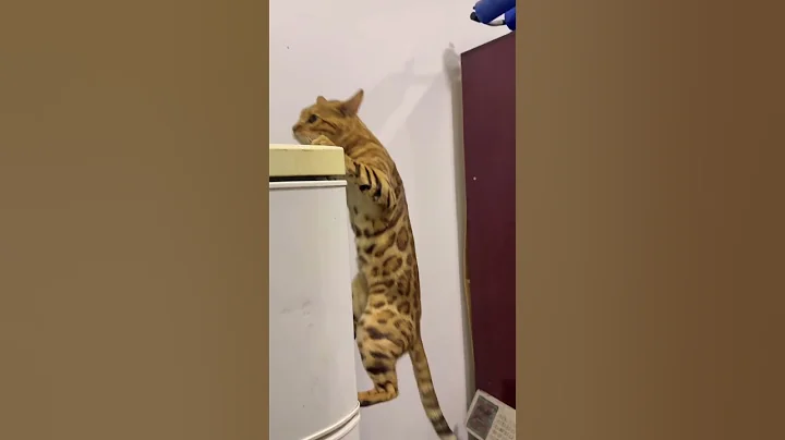Video 11627381: bengal kitten cat cutecat, bengal cat kitten kitty, bengal cat kitten pets, bengal cat pets animals, bengal pets cats cute, bengal cat funny kitten, bengals game