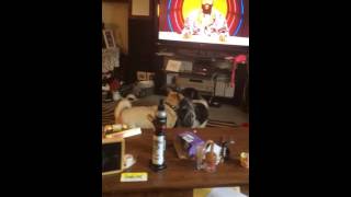 WorldStar Christmas Dog Boxing