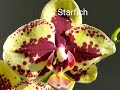 Орхидеи с названиями.Часть 2.Ищем свою красавицу.
