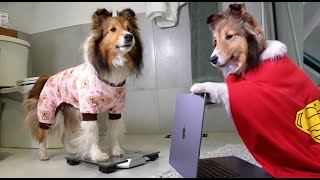 STUPID SCALE! ⚖🙄🐶 but Biscuit ALWAYS has a plan! e392