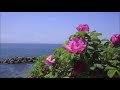 新曲「北国終列車」/福島はじめ cover 文夫(聖風)