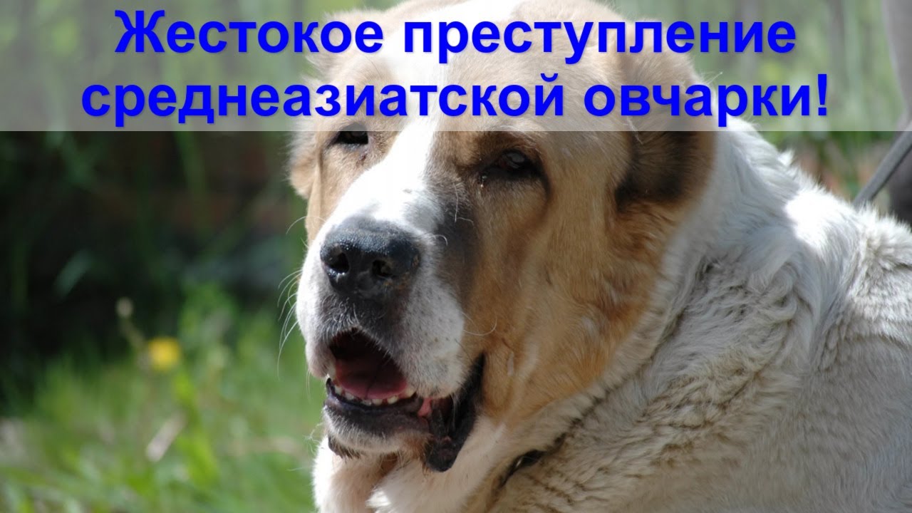 1. Дисплазия тазобедренного сустава