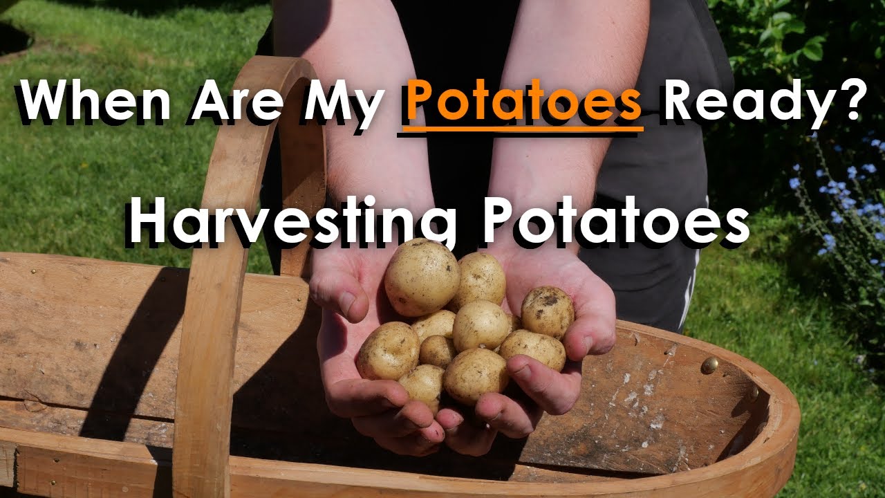 When Should You Harvest Potatoes A Guide To Harvesting Potatoes When Should You Harvest Potatoes A Guide To Harvesting Potatoes
