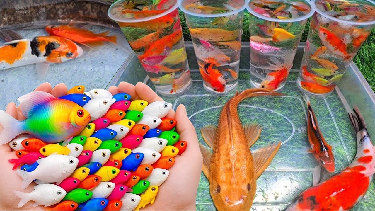 Замечательные рыбки, меняющие облик самодельного пруда || Золотая рыбка, Гуппи, Рыбка-ангел, Икан...